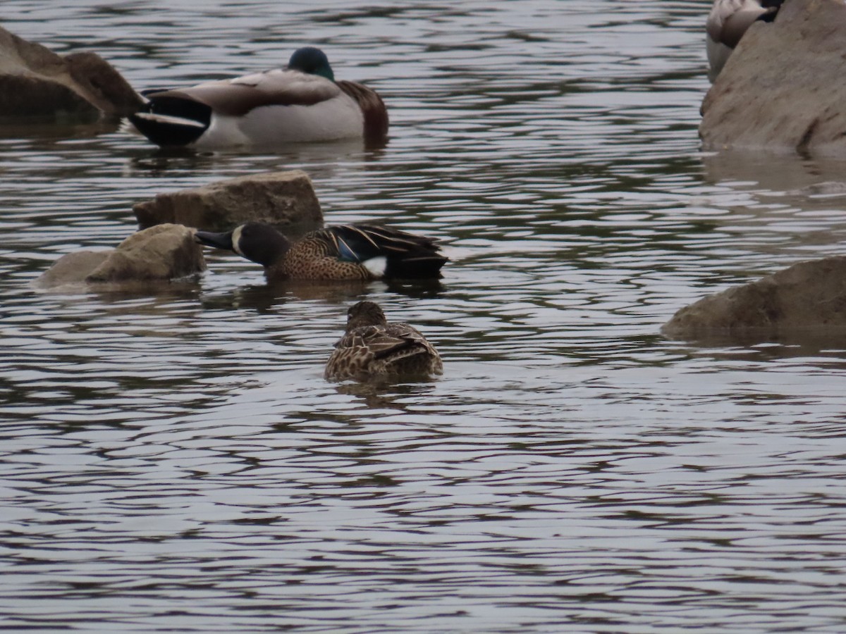 Blue-winged Teal - Edward Raynor