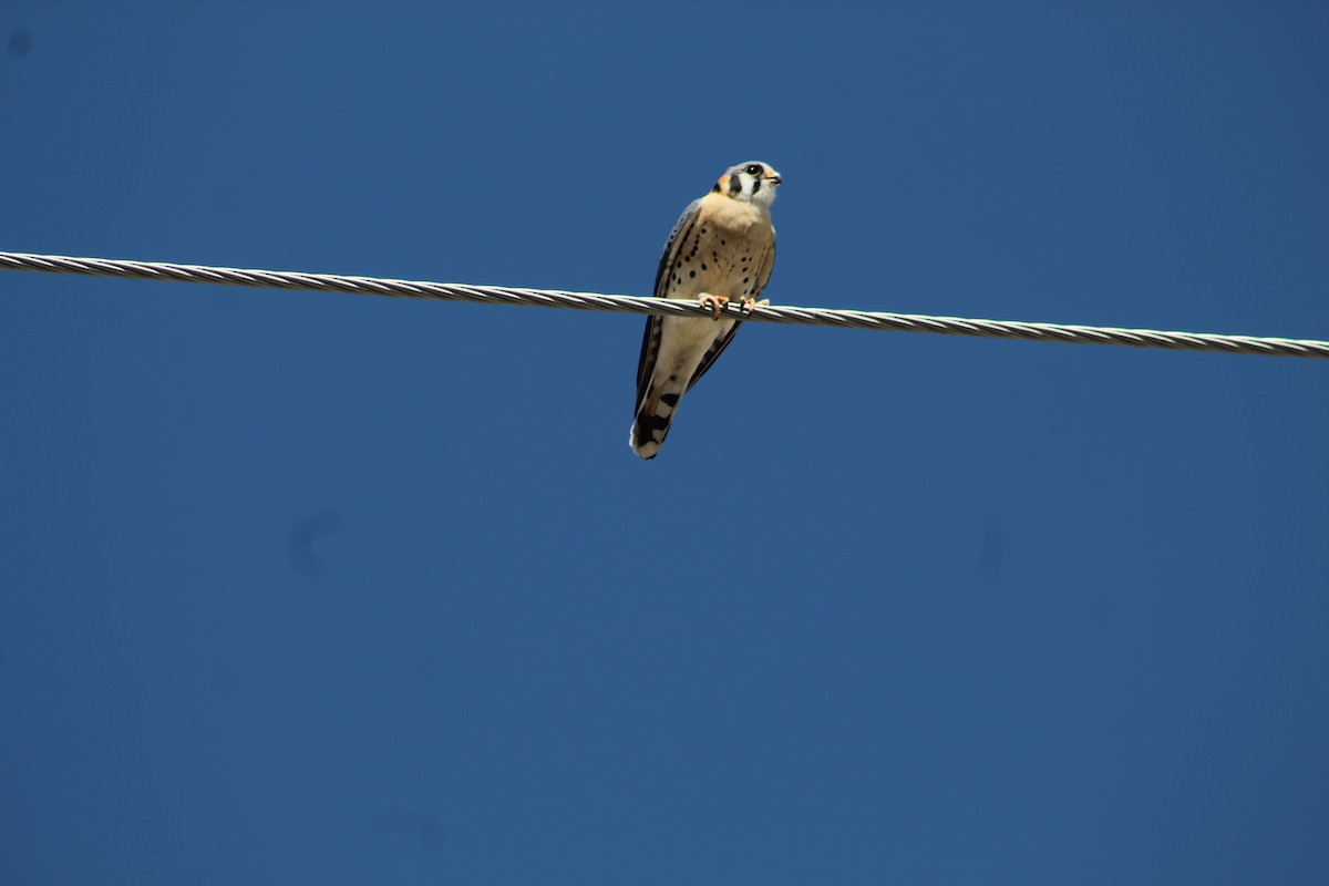 American Kestrel - ML618033685