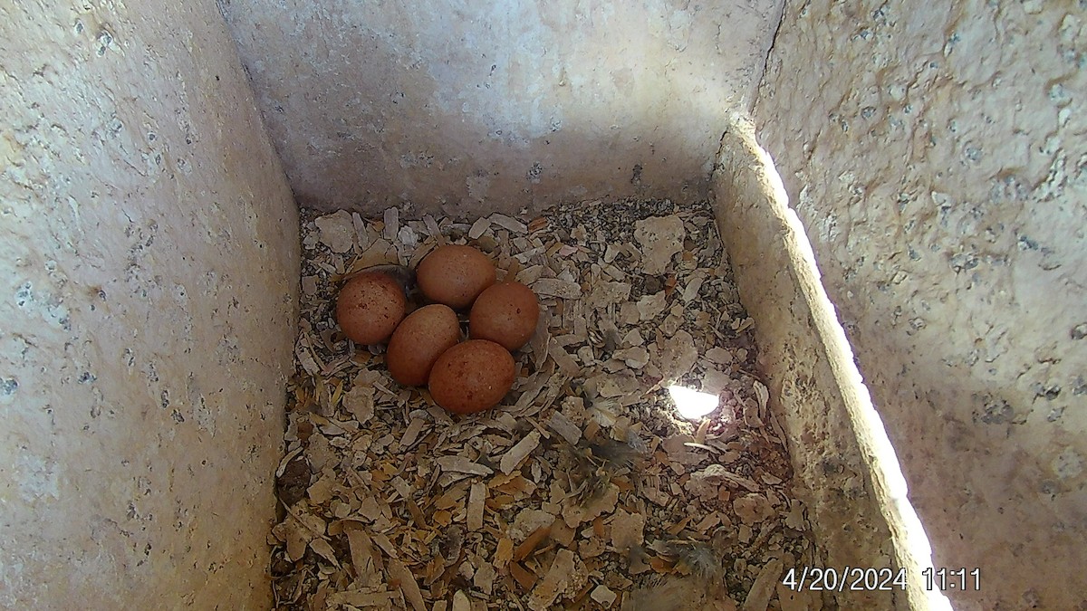 American Kestrel - ML618033686