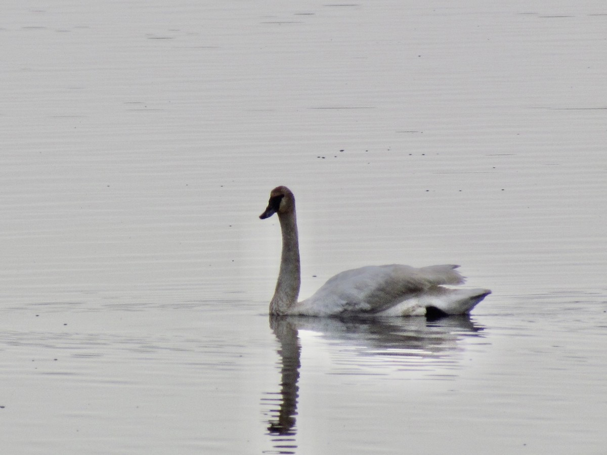 Trumpeter Swan - ML618033687