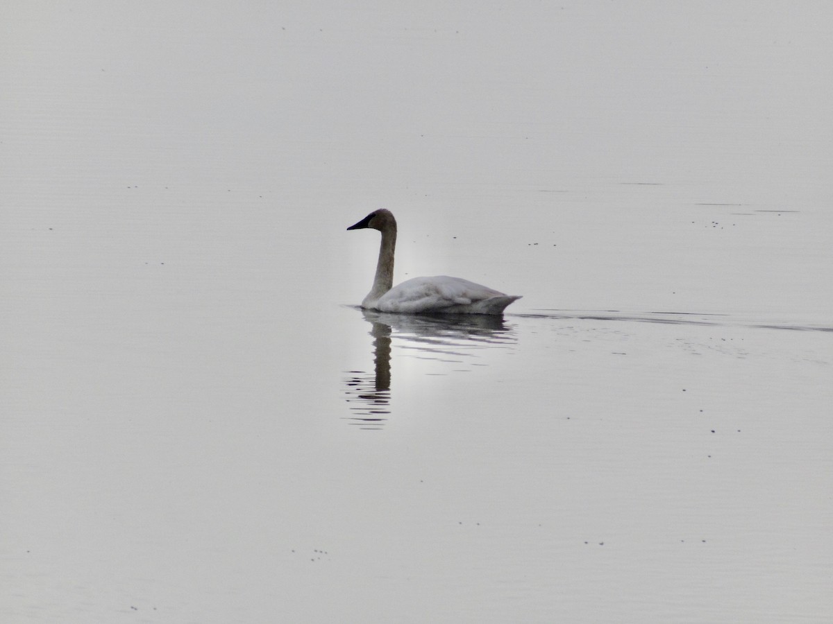 Trumpeter Swan - ML618033688