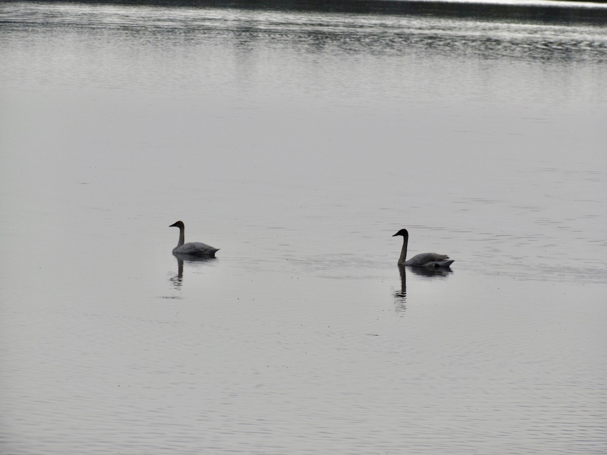 Trumpeter Swan - ML618033690