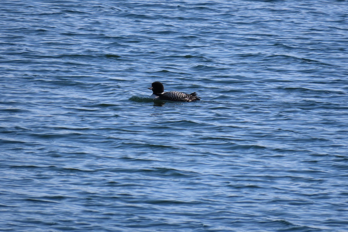 Common Loon - ML618033716