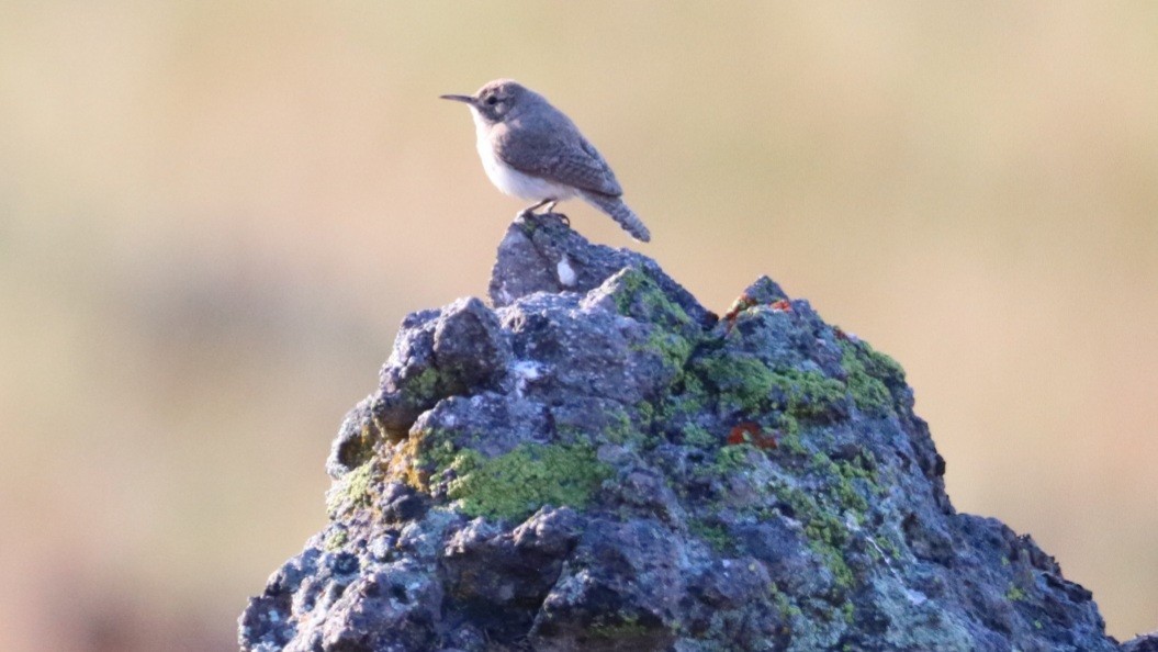 Rock Wren - Daniel Bye