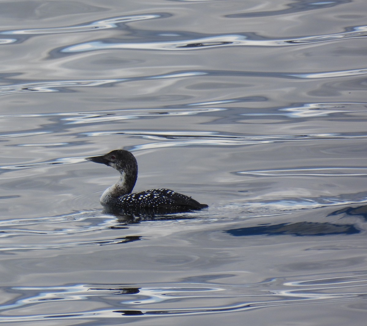 Common Loon - Mike Coulson
