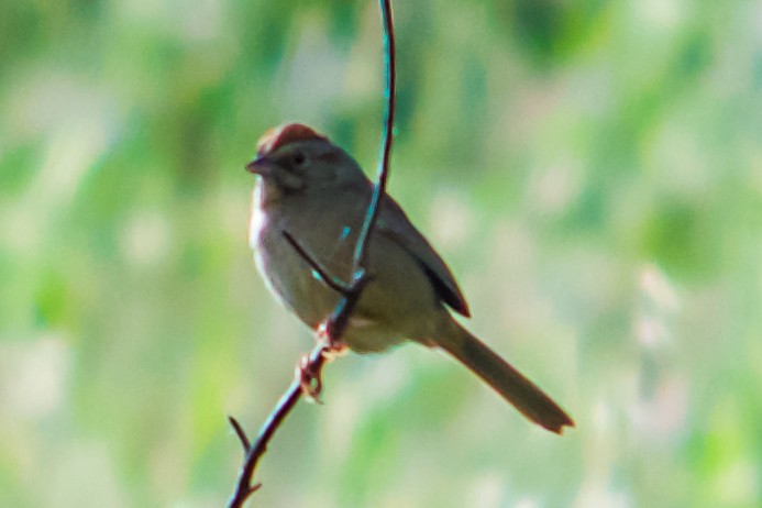 Rufous-crowned Sparrow - Philip Fiorio