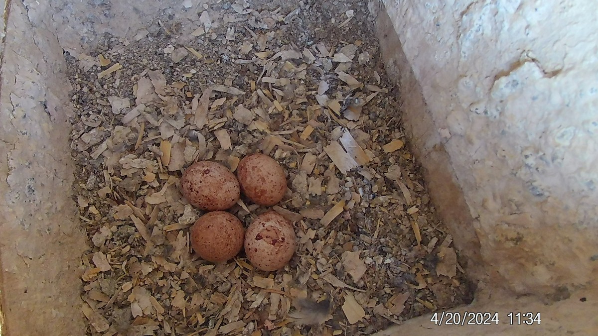 American Kestrel - ML618033754