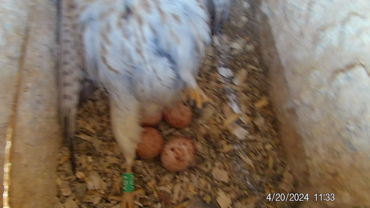American Kestrel - ML618033755