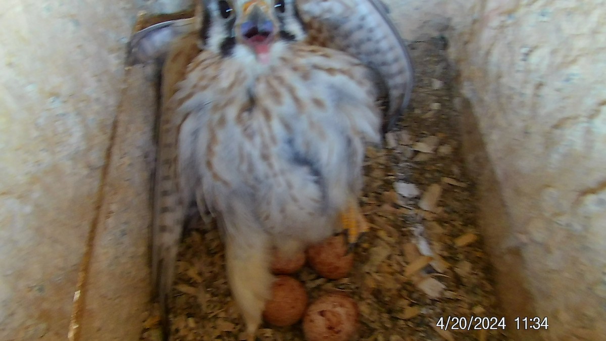 American Kestrel - Chad Welch