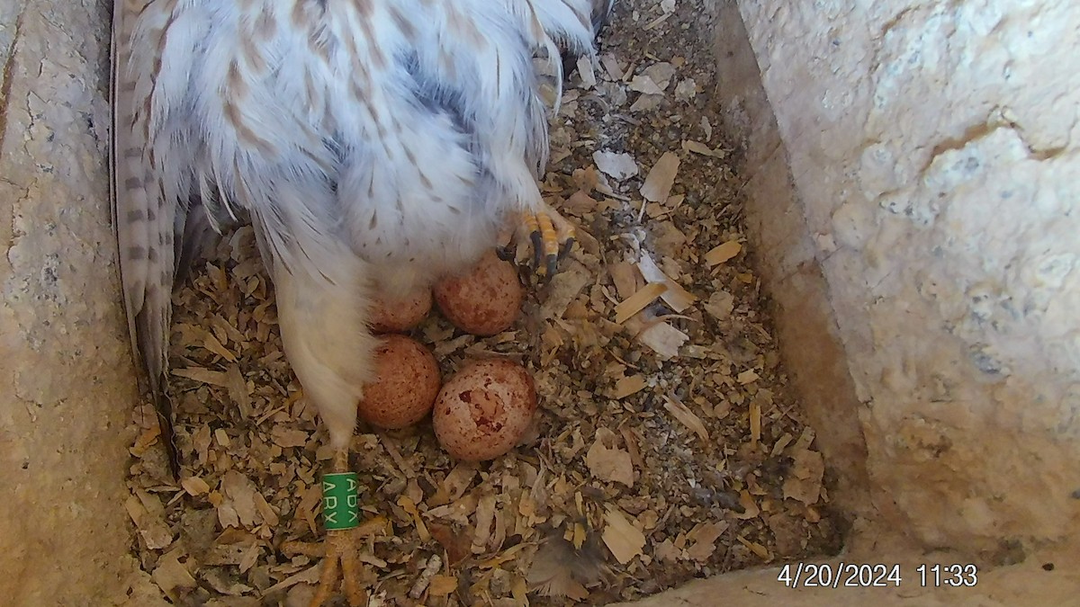 American Kestrel - ML618033757