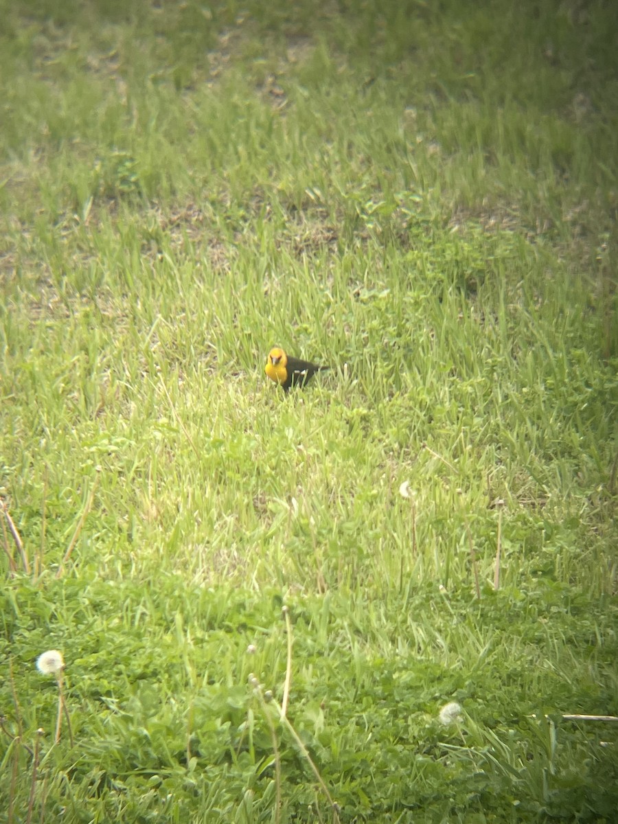 Yellow-headed Blackbird - ML618033773