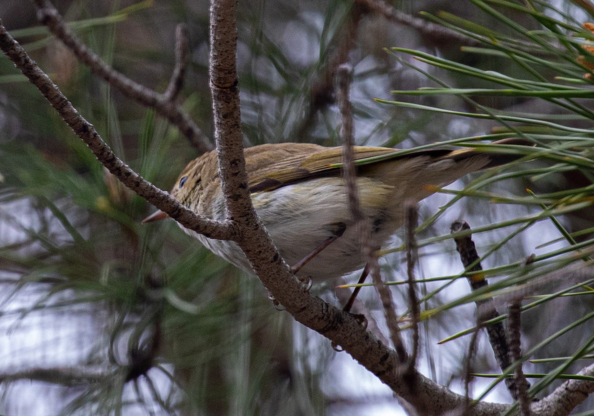 Western Bonelli's Warbler - ML618033793