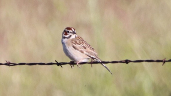 Lark Sparrow - Daniel Bye