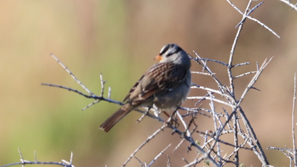 White-crowned Sparrow - Daniel Bye