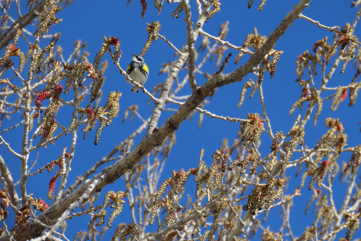 Yellow-rumped Warbler - ML618033839