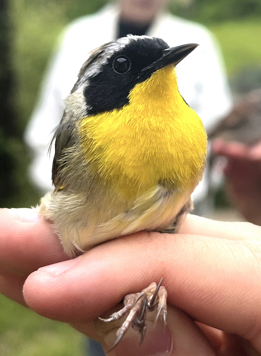 Common Yellowthroat - Kees de Mooy