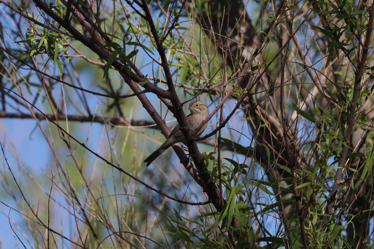 Brewer's Sparrow - Nate L-S