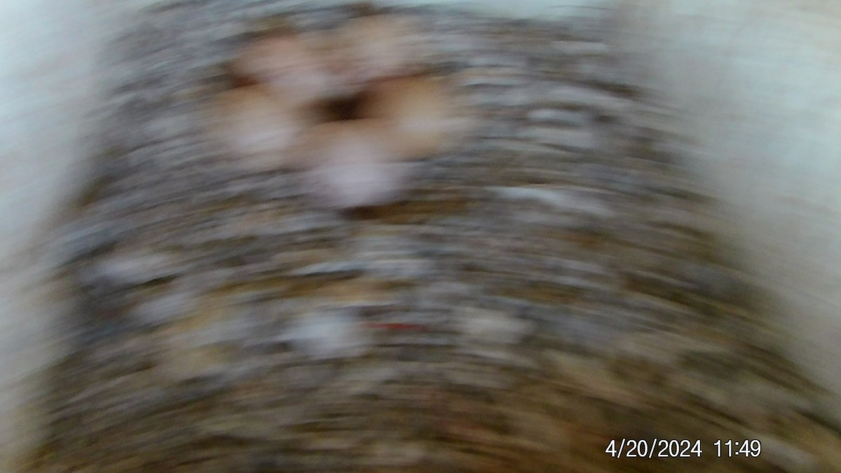 American Kestrel - ML618033874