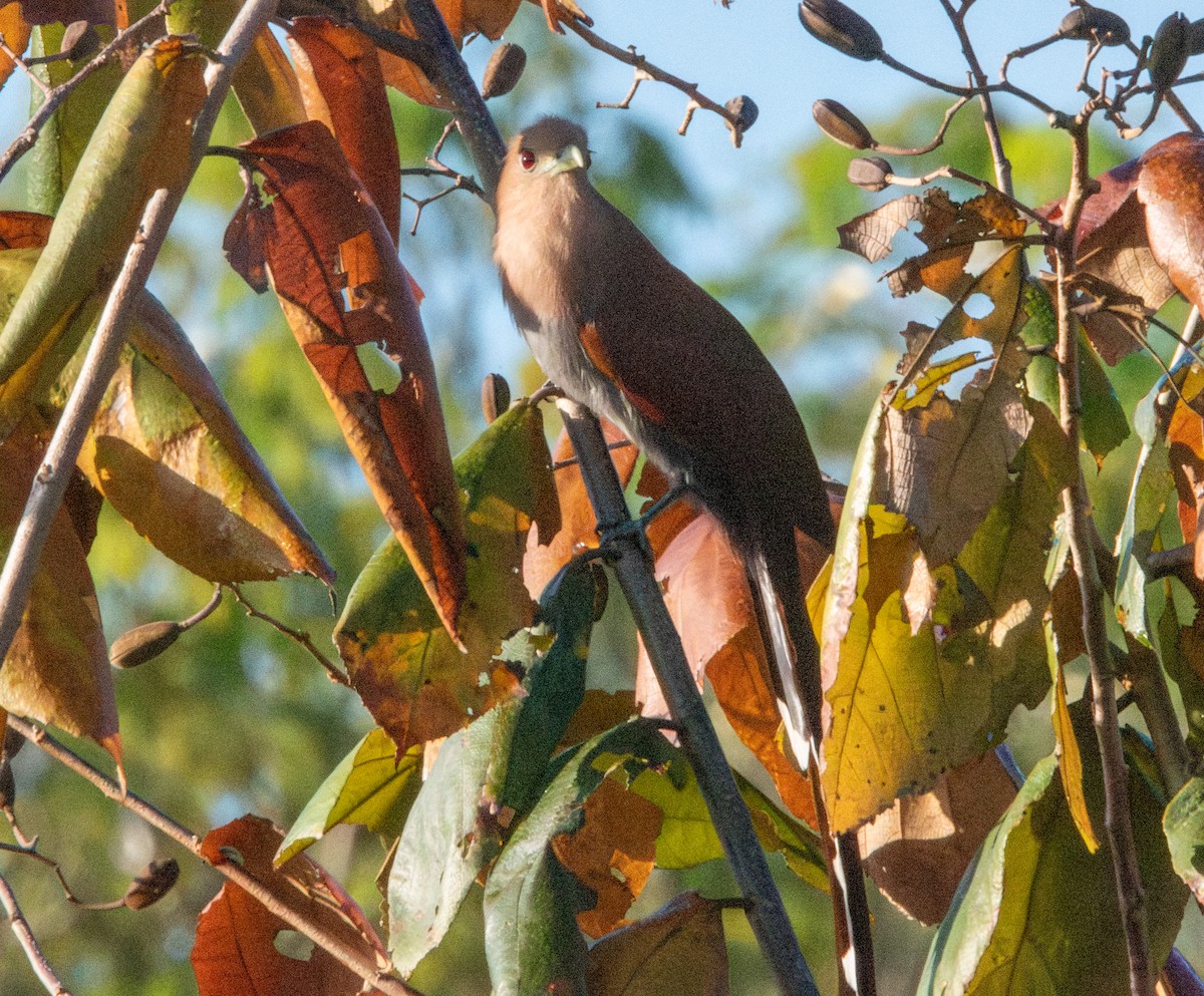 Squirrel Cuckoo - ML618033886