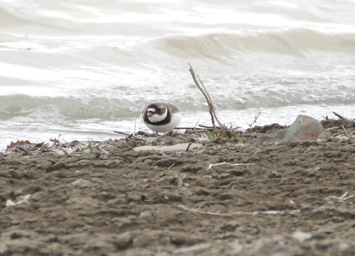 Semipalmated Plover - Brenda Wright