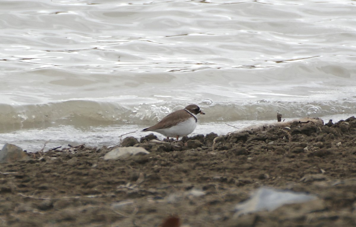 Semipalmated Plover - Brenda Wright