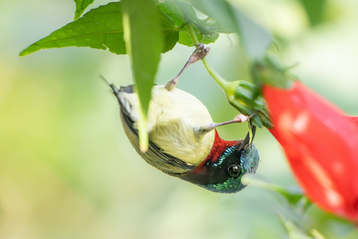 Fork-tailed Sunbird - ML618033910