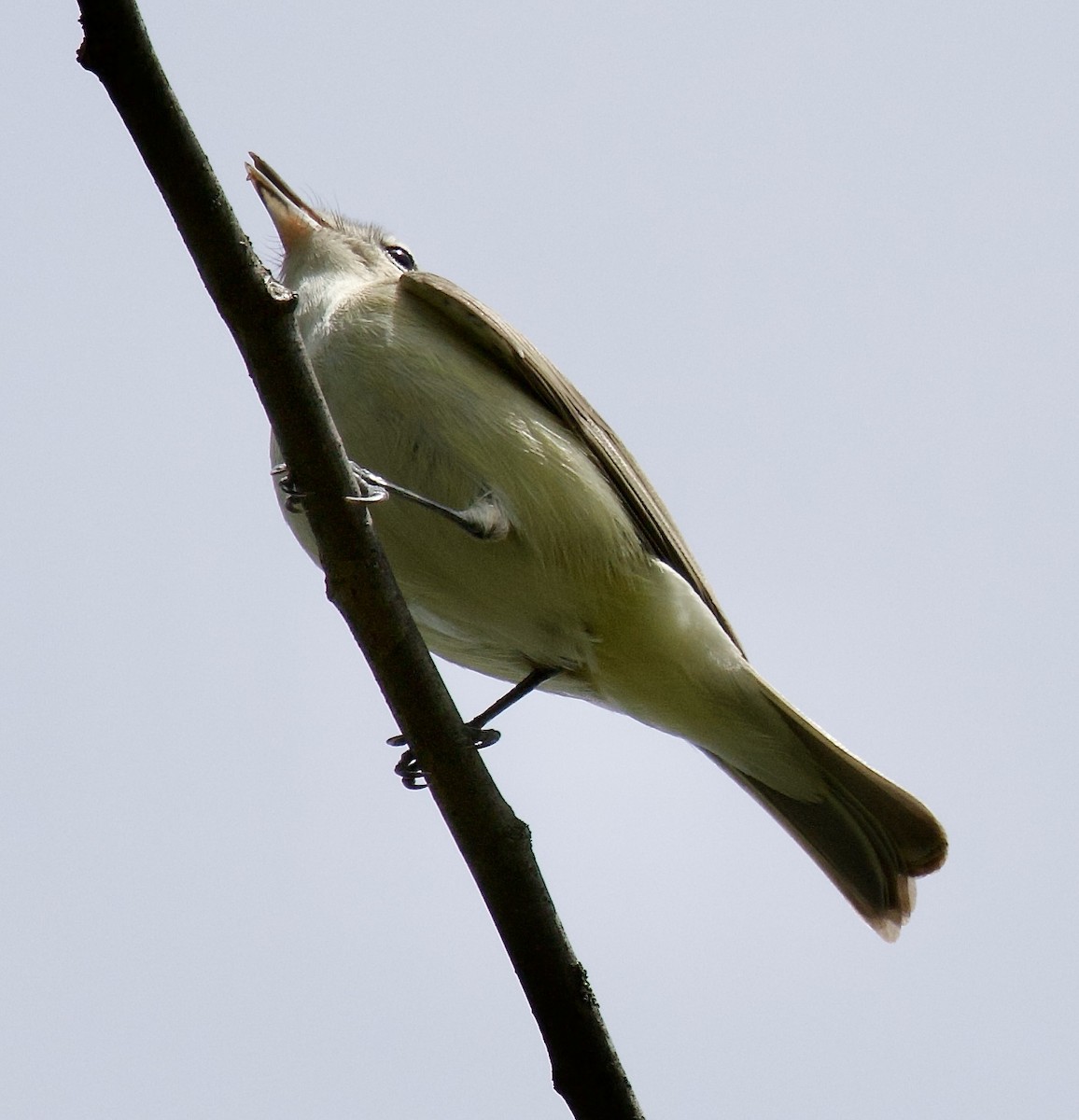 Warbling Vireo - Michael Yellin