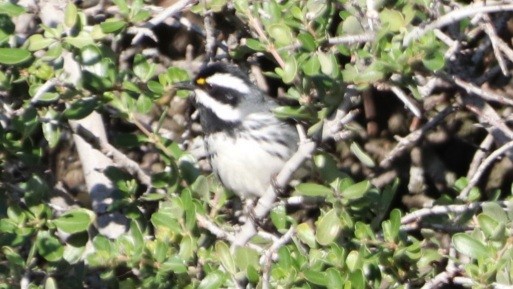 Black-throated Gray Warbler - Daniel Bye