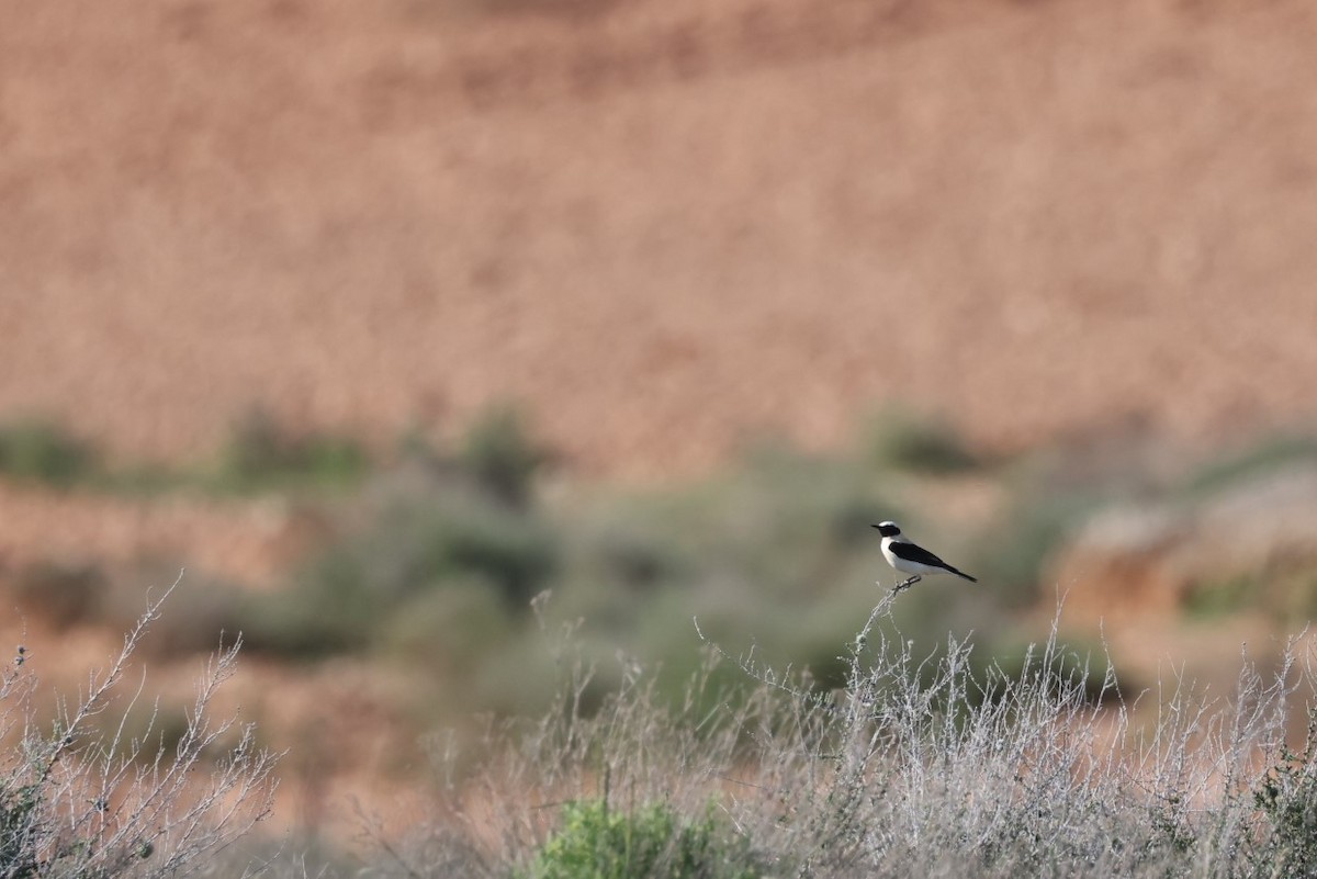 Western Black-eared Wheatear - Brian Gibbons