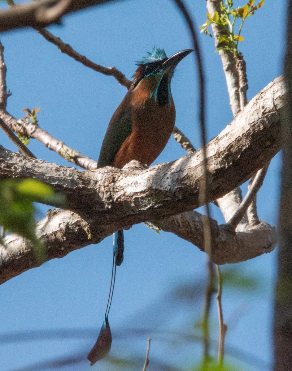 Motmot à sourcils bleus - ML618033984