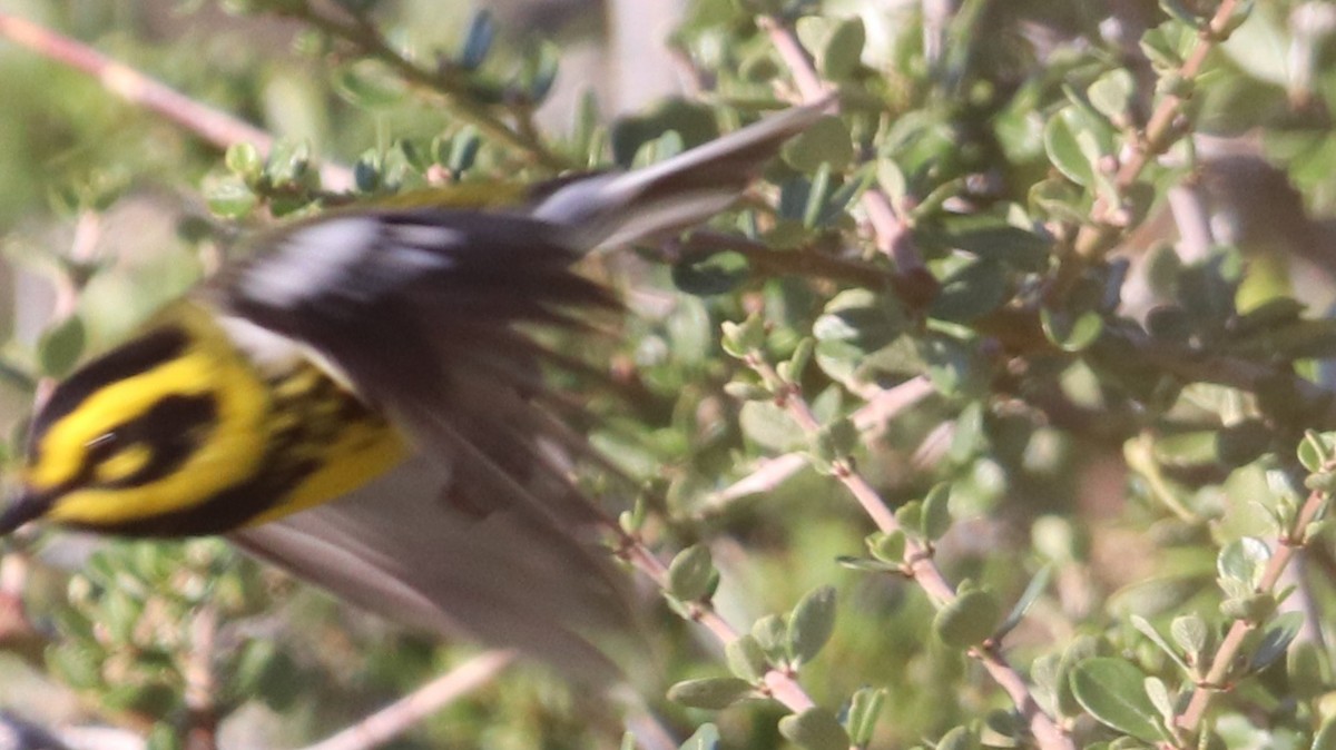 Townsend's Warbler - ML618033994