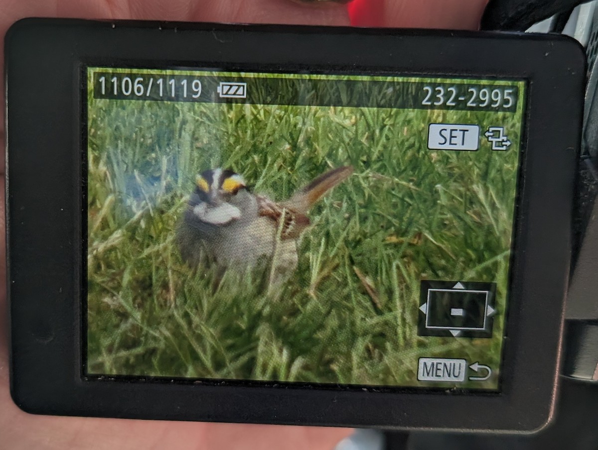 White-throated Sparrow - ML618034011