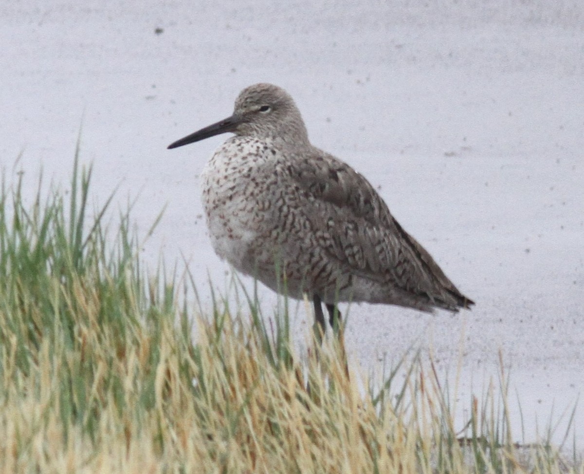 Willet - ML618034049