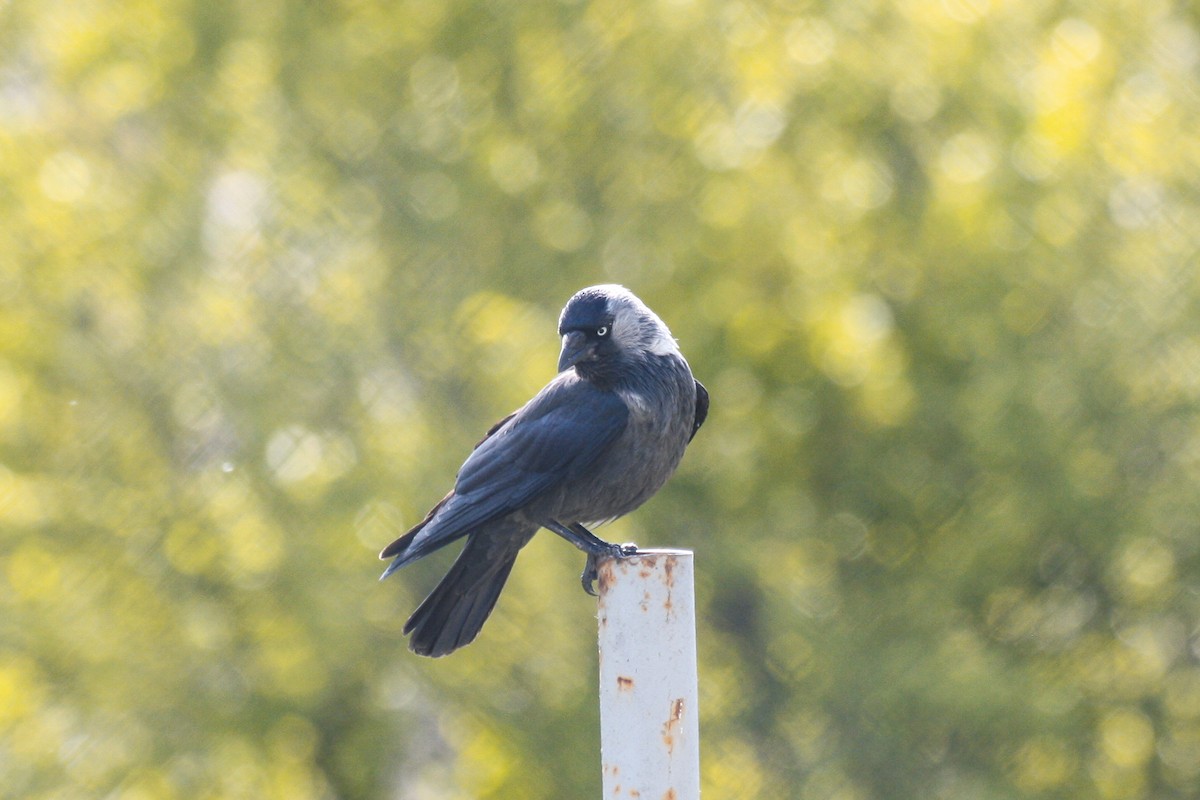 Eurasian Jackdaw - ML618034068