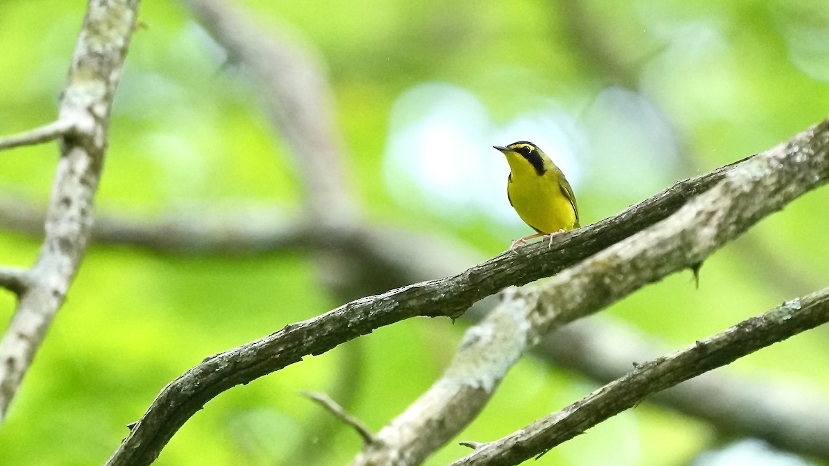 Kentucky Warbler - ML618034087