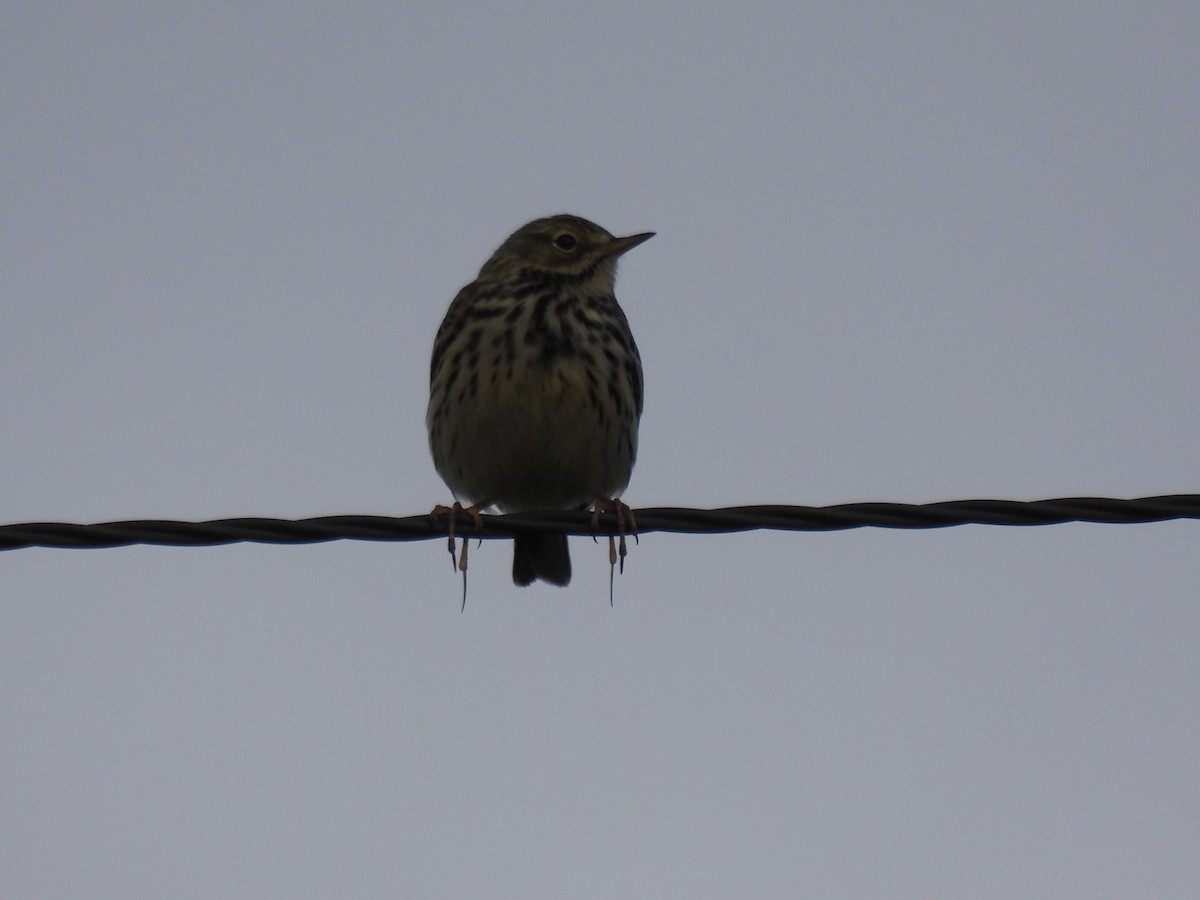 Meadow Pipit - Mike Coulson