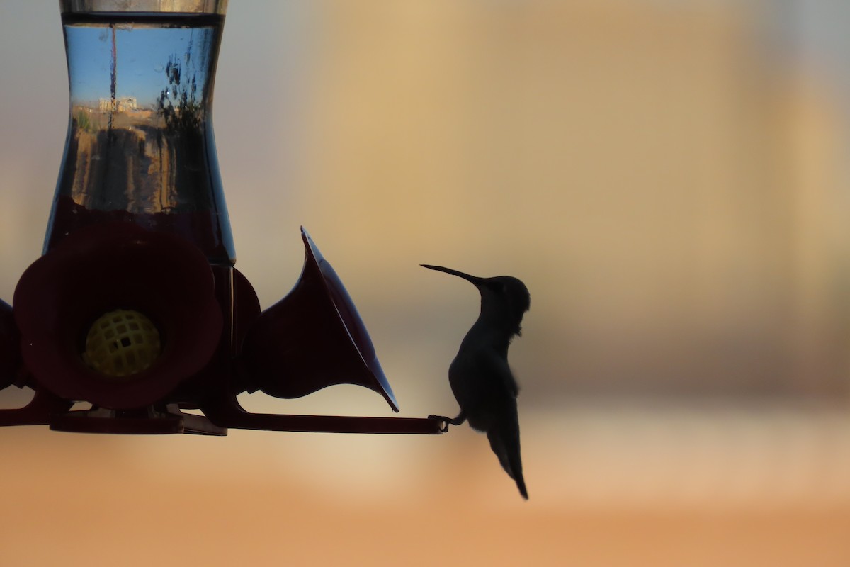 Costa's Hummingbird - ML618034101