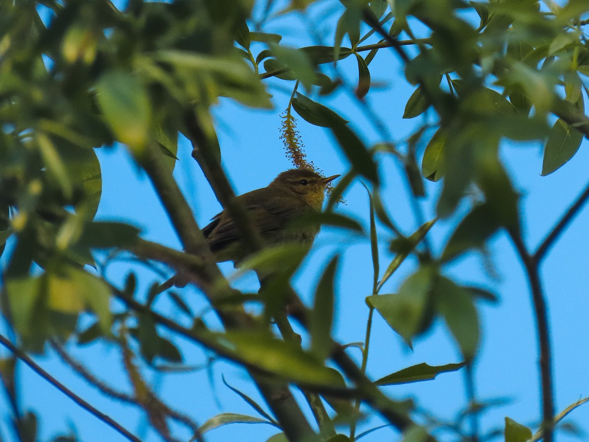 Mosquitero Musical - ML618034103