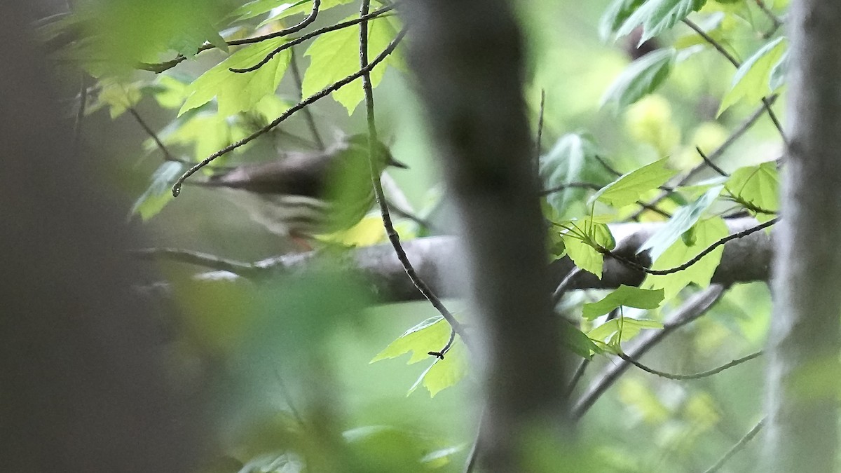 Louisiana Waterthrush - ML618034128