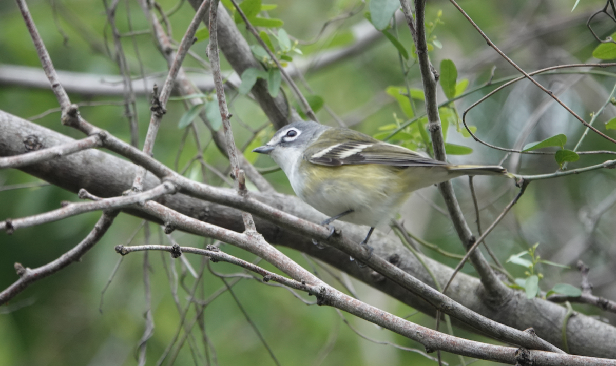 Blue-headed Vireo - ML618034139