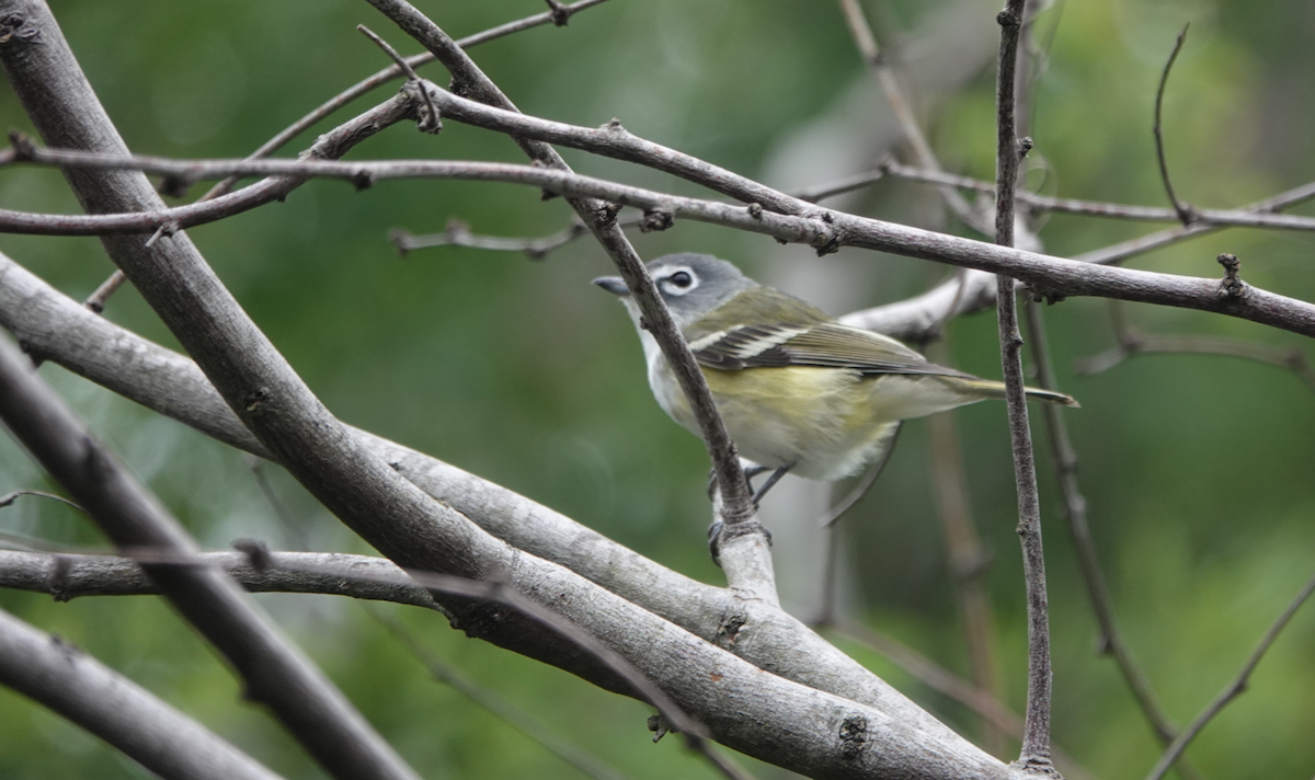 Blue-headed Vireo - ML618034141