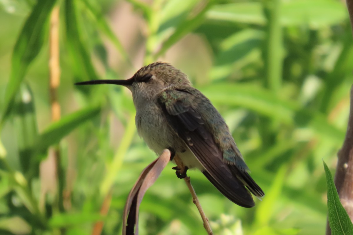 Costa's Hummingbird - ML618034143