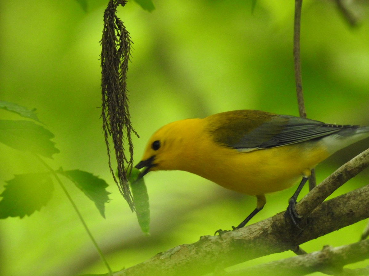 Prothonotary Warbler - Laura Mae