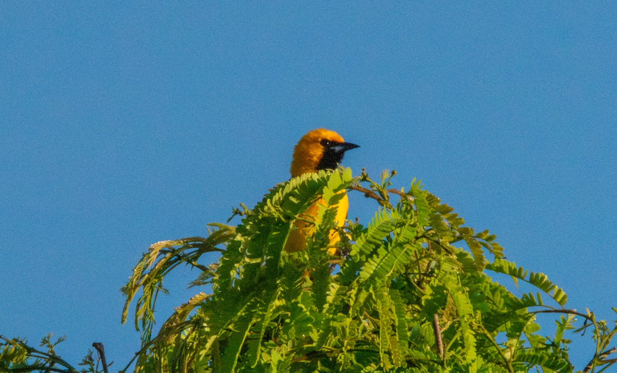 Yellow-tailed Oriole - ML618034148