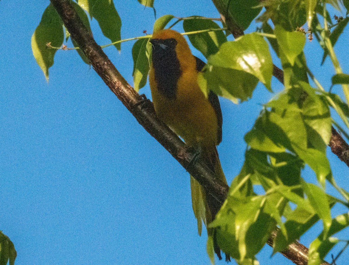 Oriole à queue jaune - ML618034149