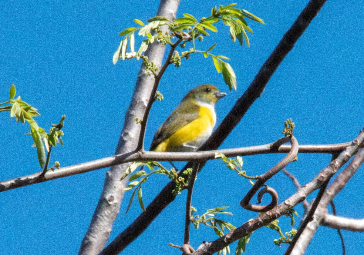 Organiste à gorge jaune - ML618034157