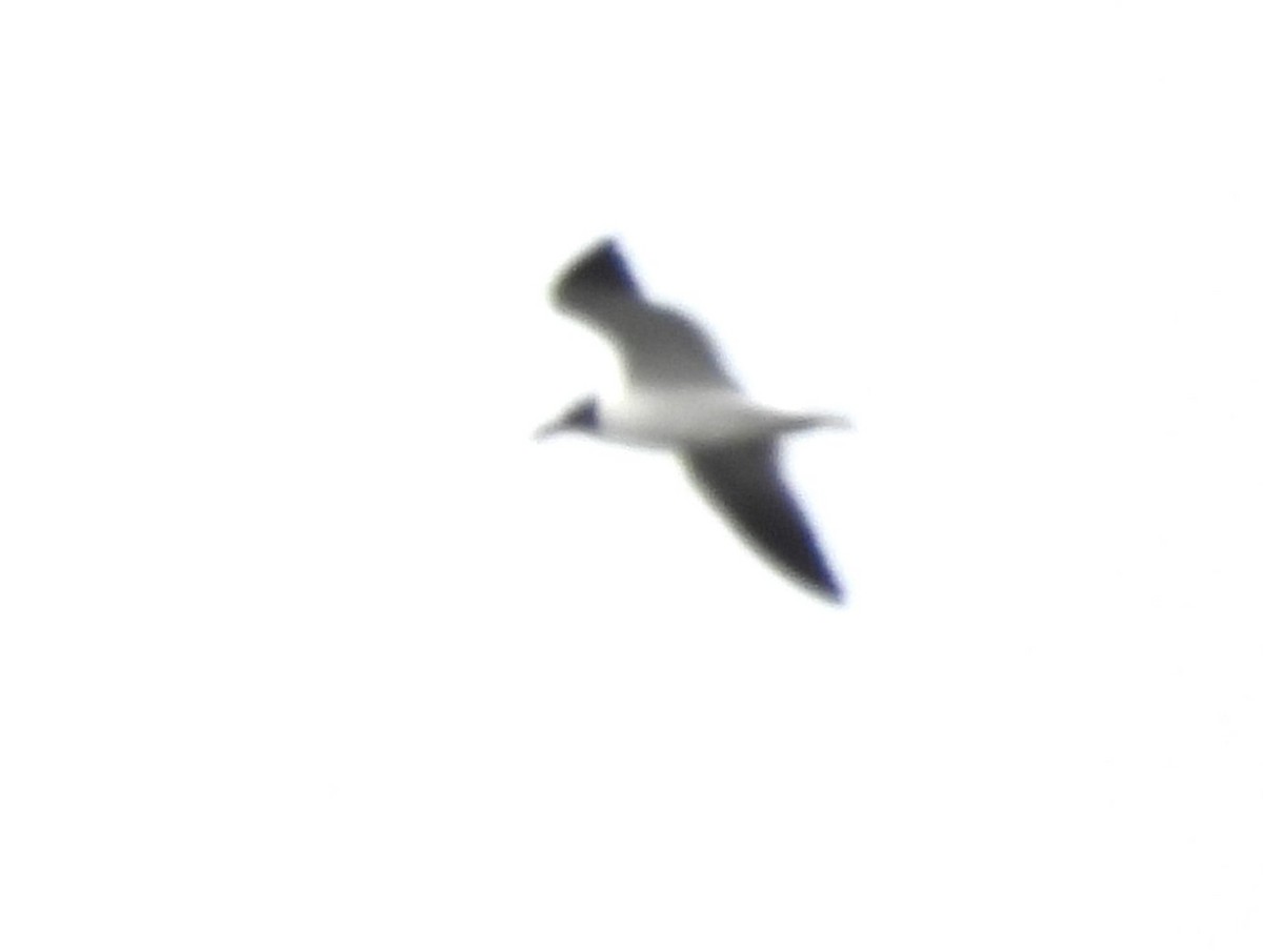 Gaviota Guanaguanare - ML618034200