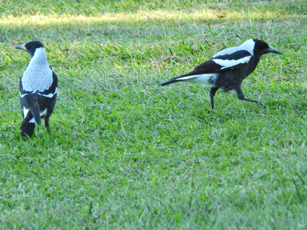 Australian Magpie - ML618034201