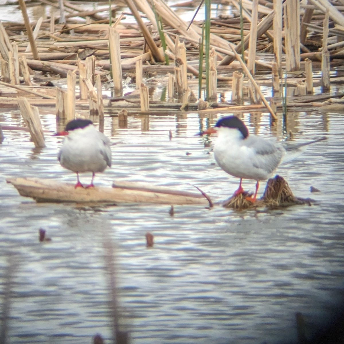 Common Tern - ML618034203