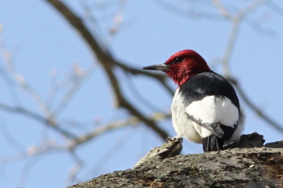 Red-headed Woodpecker - ML618034216